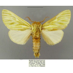 /filer/webapps/moths/media/images/G/galbina_Antheua_PTM_CMNH.jpg