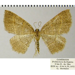 /filer/webapps/moths/media/images/P/pycnoconia_Asthenotricha_AF_ZSMa.jpg