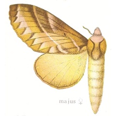 /filer/webapps/moths/media/images/M/majus_Taragama_HT_Aurivillius_32e.jpg