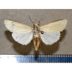 /filer/webapps/moths/media/images/N/nigricosta_Logunovium_A_Goff_01.jpg