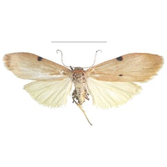 /filer/webapps/moths/media/images/D/decipiens_Archithosia_AF_MSNS.jpg