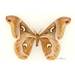 /filer/webapps/moths/media/images/M/murphyi_Epiphora_HT_RBINS_02.jpg