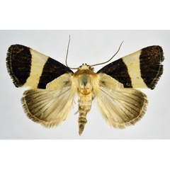 /filer/webapps/moths/media/images/P/purpurea_Neonegeta_AM_NHMO.jpg