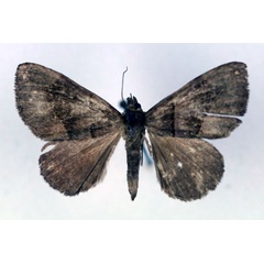 /filer/webapps/moths/media/images/A/adunca_Bastilla_AF_RMCA.jpg