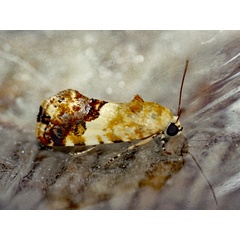 /filer/webapps/moths/media/images/I/insocia_Metapioplasta_A_Roland_01w.jpg