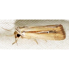 /filer/webapps/moths/media/images/H/hamata_Mythimna_A_Braun_20.jpg