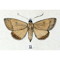 /filer/webapps/moths/media/images/I/infrequens_Orthosia_HT_Swinhoe_47_11.jpg