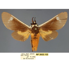 /filer/webapps/moths/media/images/I/inlenis_Casphalia_PTM_RMCA.jpg