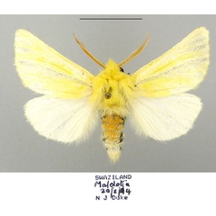 /filer/webapps/moths/media/images/A/aurifodinae_Antheua_AF_TMSA.jpg