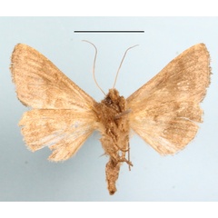 /filer/webapps/moths/media/images/A/aspila_Thusanoplusia_A_MGCLb_01.JPG