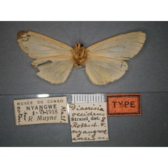 /filer/webapps/moths/media/images/N/nyangweensis_Spilosoma_HT_RMCA_02.jpg