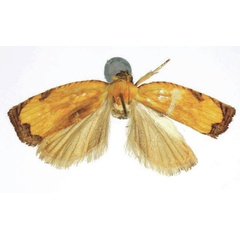/filer/webapps/moths/media/images/C/crocus_Phalarocarpa_HT_RMCA.jpg