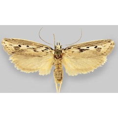 /filer/webapps/moths/media/images/V/vulcanica_Ethmia_PT_ZMHB.jpg