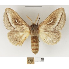 /filer/webapps/moths/media/images/D/donaldsoni_Sena_AF_NHMUK.jpg