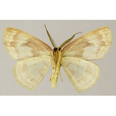 /filer/webapps/moths/media/images/N/niobe_Chrysocraspeda_AM_ZSMb.jpg