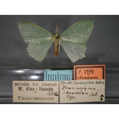 /filer/webapps/moths/media/images/I/ibandana_Prasinocyma_HT_RMCA_01.jpg