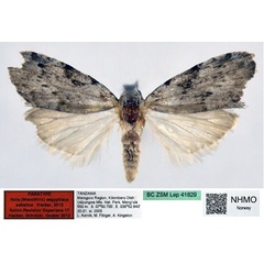 /filer/webapps/moths/media/images/S/sahelica_Nola_PT_NHMO.jpg