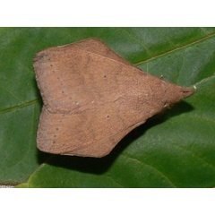 /filer/webapps/moths/media/images/H/humfreyi_Leipoxais_A_Goff_02.JPG