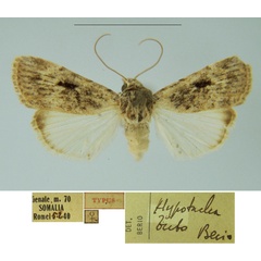 /filer/webapps/moths/media/images/B/bubo_Hypotacha_HT_MSNM.jpg