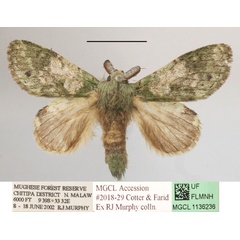 /filer/webapps/moths/media/images/V/venusta_Desmeocraera_A_MGCLa_03.JPG