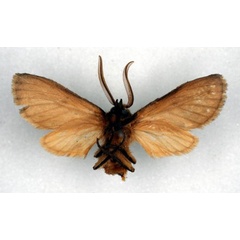 /filer/webapps/moths/media/images/S/subpallens_Metarctia_HT_RMCA_02.jpg