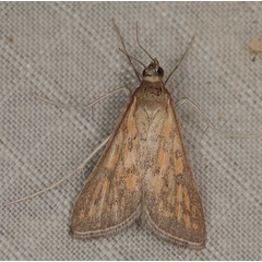 /filer/webapps/moths/media/images/P/paediusalis_Dolicharthria_A_Heynsb.jpg