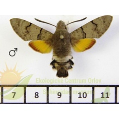 /filer/webapps/moths/media/images/S/stellatarum_Macroglossum_AM_SMCR_02.jpg