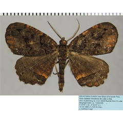 /filer/webapps/moths/media/images/N/nathaliae_Menophra_AM_ZSMa.jpg