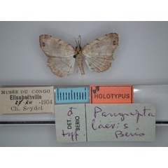 /filer/webapps/moths/media/images/L/laevis_Pangrapta_HT_RMCA_01.jpg