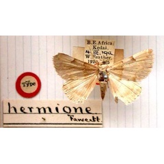 /filer/webapps/moths/media/images/H/hermione_Euphiusa_HT_BMNH.jpg