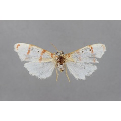 /filer/webapps/moths/media/images/T/togoana_Cyana_A_BMNH.jpg