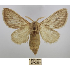 /filer/webapps/moths/media/images/W/wallengreni_Beralade_AF_TMSA.jpg
