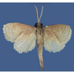 /filer/webapps/moths/media/images/S/stueningi_Lukeniana_HT_ZFMK.jpg