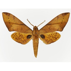 /filer/webapps/moths/media/images/B/bouyeri_Platysphinx_AM_Basquin_02.jpg