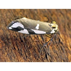 /filer/webapps/moths/media/images/O/ornata_Crothaema_A_Voaden_02.jpg