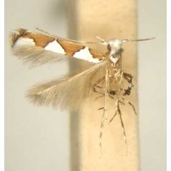 /filer/webapps/moths/media/images/P/pyramidota_Dialectica_MT_TMSA6122.jpg