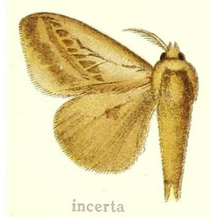 /filer/webapps/moths/media/images/I/incerta_Laelia_HT_Hering_28b.jpg