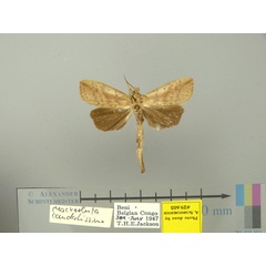 /filer/webapps/moths/media/images/C/caudatissima-Macrosenta-29603-Congo.jpg