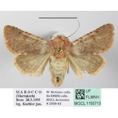 /filer/webapps/moths/media/images/C/canroberti_Ammetopa_AF_MGCLa_02.JPG