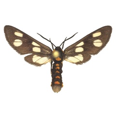 /filer/webapps/moths/media/images/F/fulvescens_Ceryx_AF_Fiebig_01.jpg