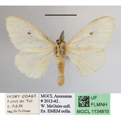 /filer/webapps/moths/media/images/B/beni_Paramarbla_A_MGCLa_02.JPG