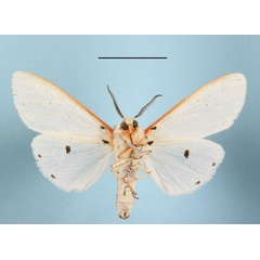 /filer/webapps/moths/media/images/M/moloneyi_Aloa_A_MGCLb_01.jpg