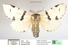Cerurina marshalli