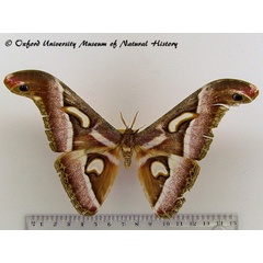 /filer/webapps/moths/media/images/B/boolana_Epiphora_A_OUMNH.jpg