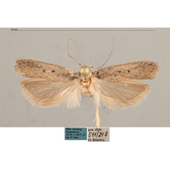 /filer/webapps/moths/media/images/C/cophias_Nothris_AF_MfN.jpg