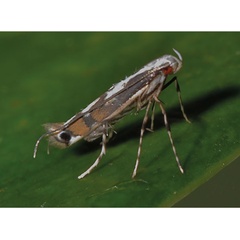 /filer/webapps/moths/media/images/C/cynanchi_Amblyptila_Triberti-etal_2024_33.jpg
