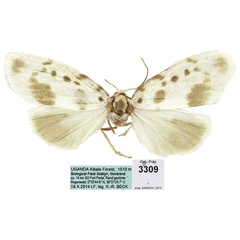 /filer/webapps/moths/media/images/N/nambi_Cyana_PTF_Karisch.jpg