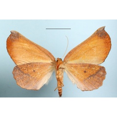 /filer/webapps/moths/media/images/A/arcuifera_Drepanogynis_AF_MGCLb_01.JPG