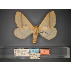 /filer/webapps/moths/media/images/F/flavina_Teratojana_ST_RMCA_01.jpg