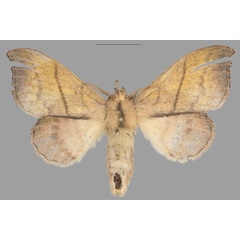 /filer/webapps/moths/media/images/B/buttafuoco_Leipoxais_PTF_Mueller.jpg
